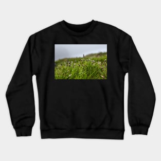 Grass and buds with morning dew Crewneck Sweatshirt